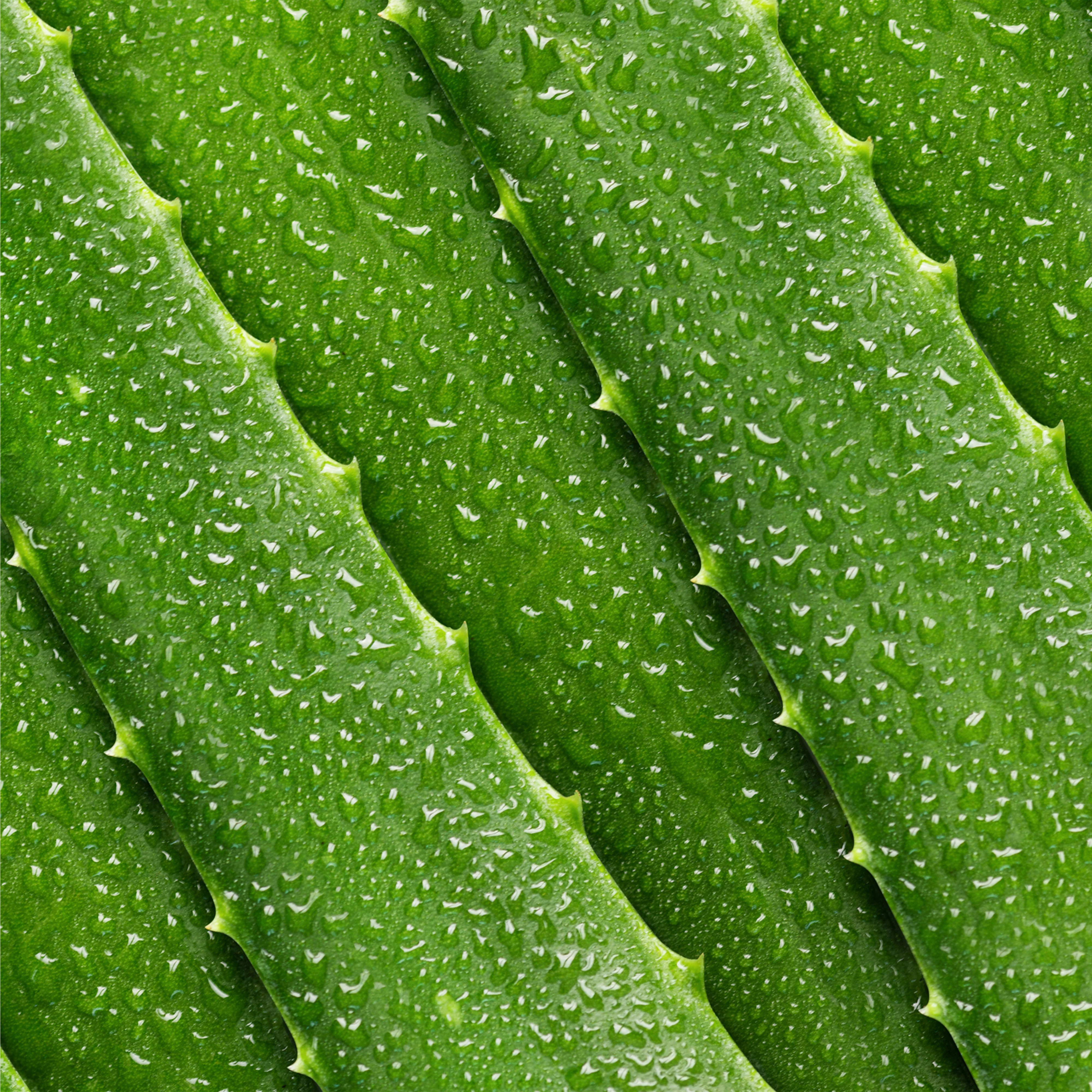 Aloe Vera Toner - Image 4