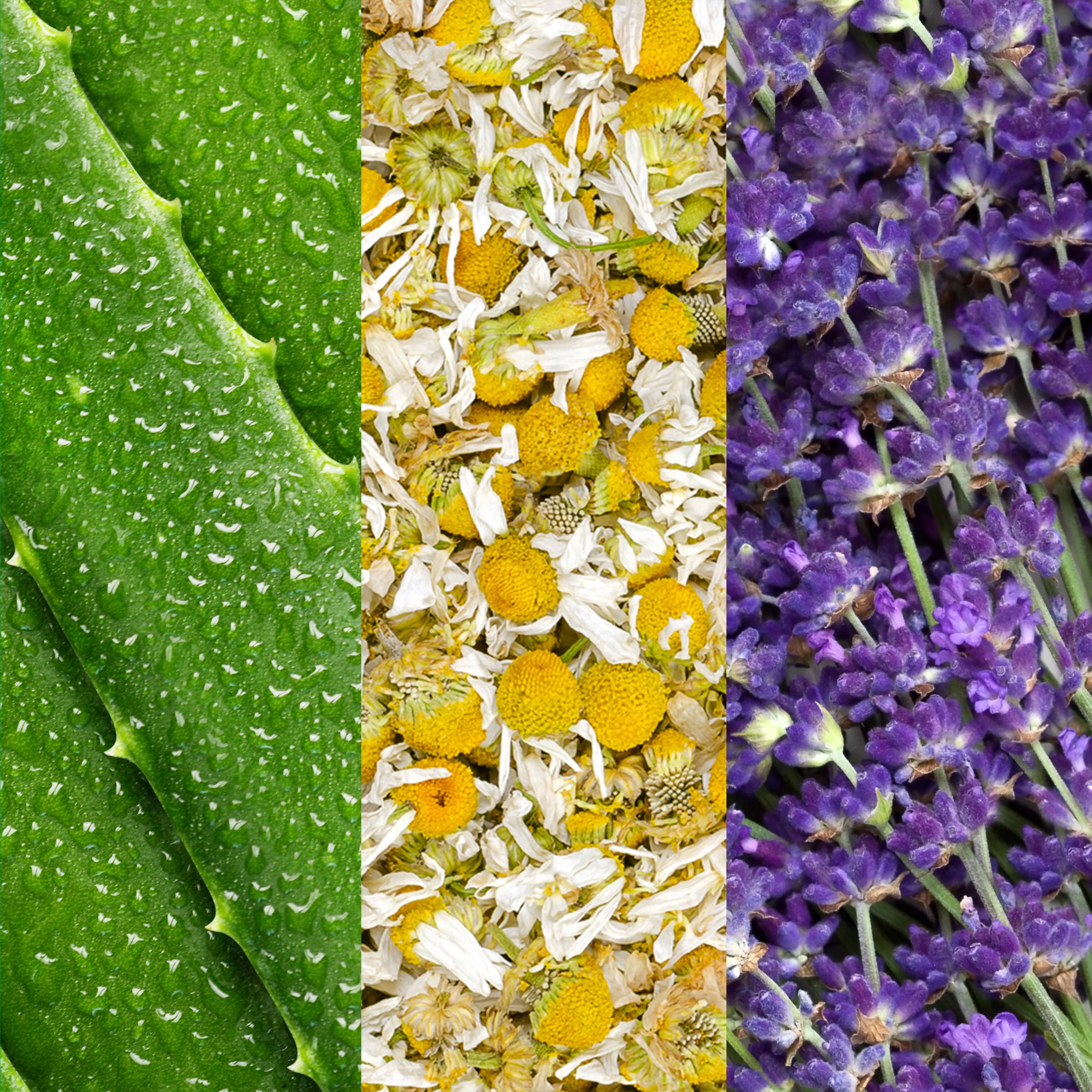 Facial Spray With Aloe, Chamomile and Lavender - Image 4