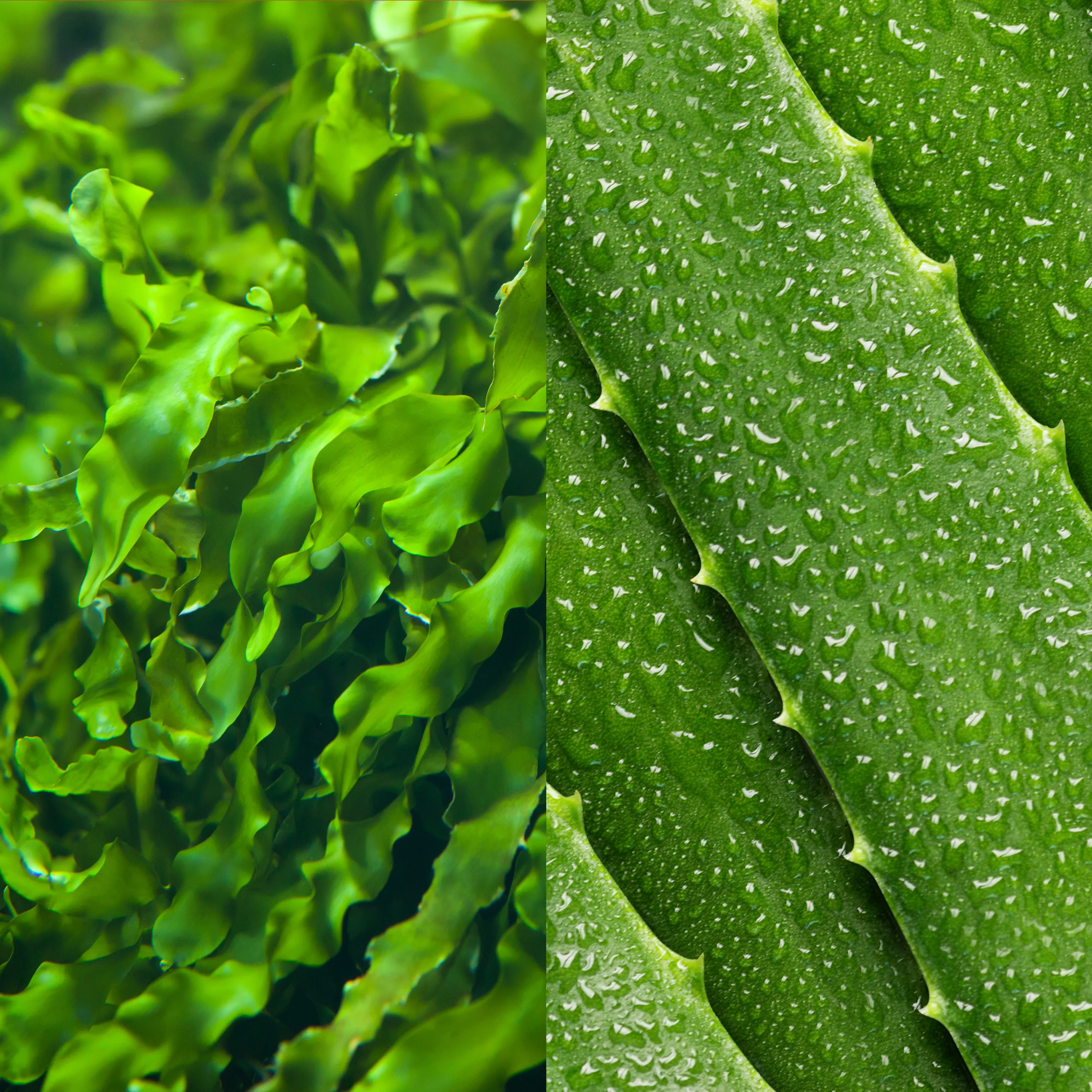 Seaweed Cleansing Lotion Toner - Image 4