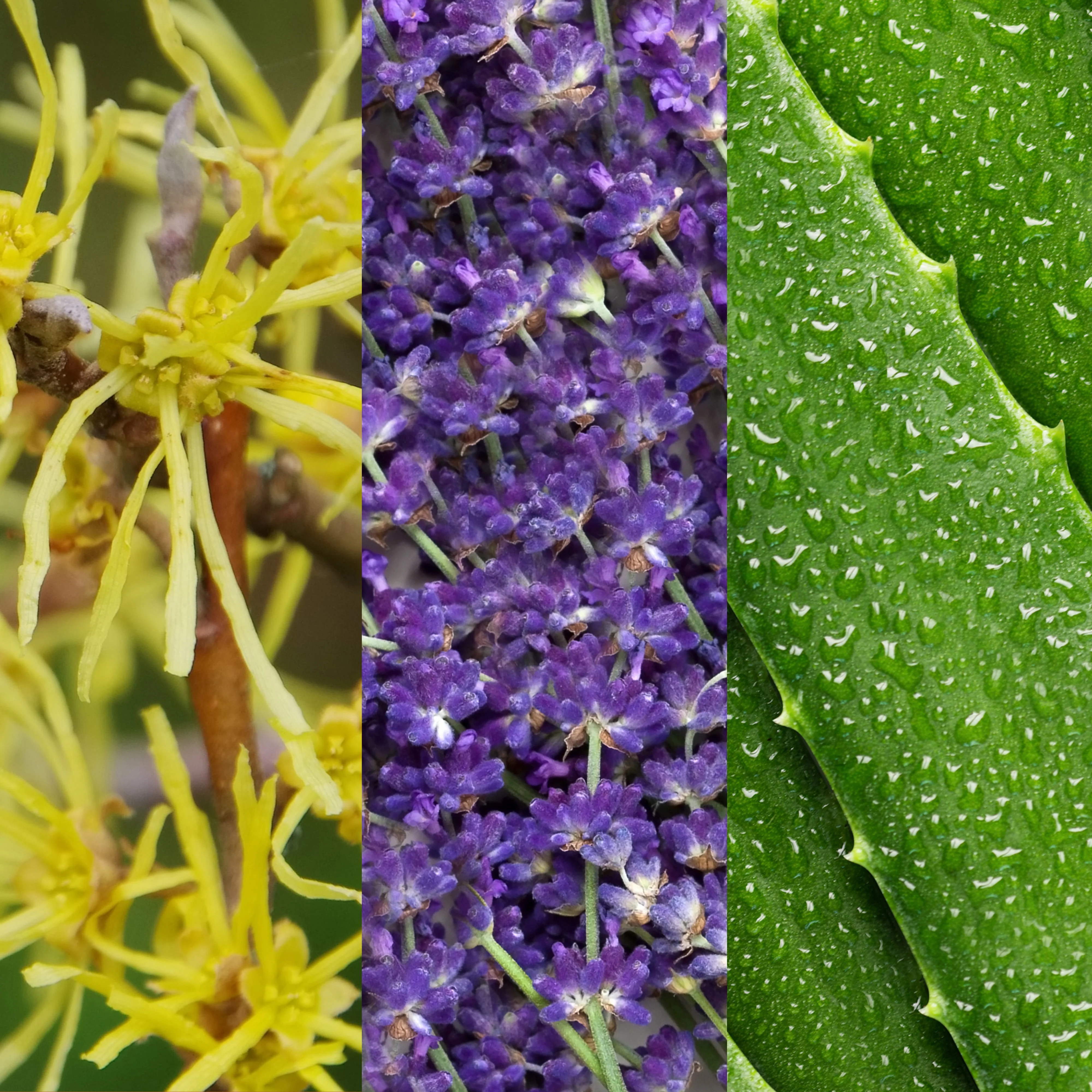 Witch Hazel & Lavender Toner - Image 4