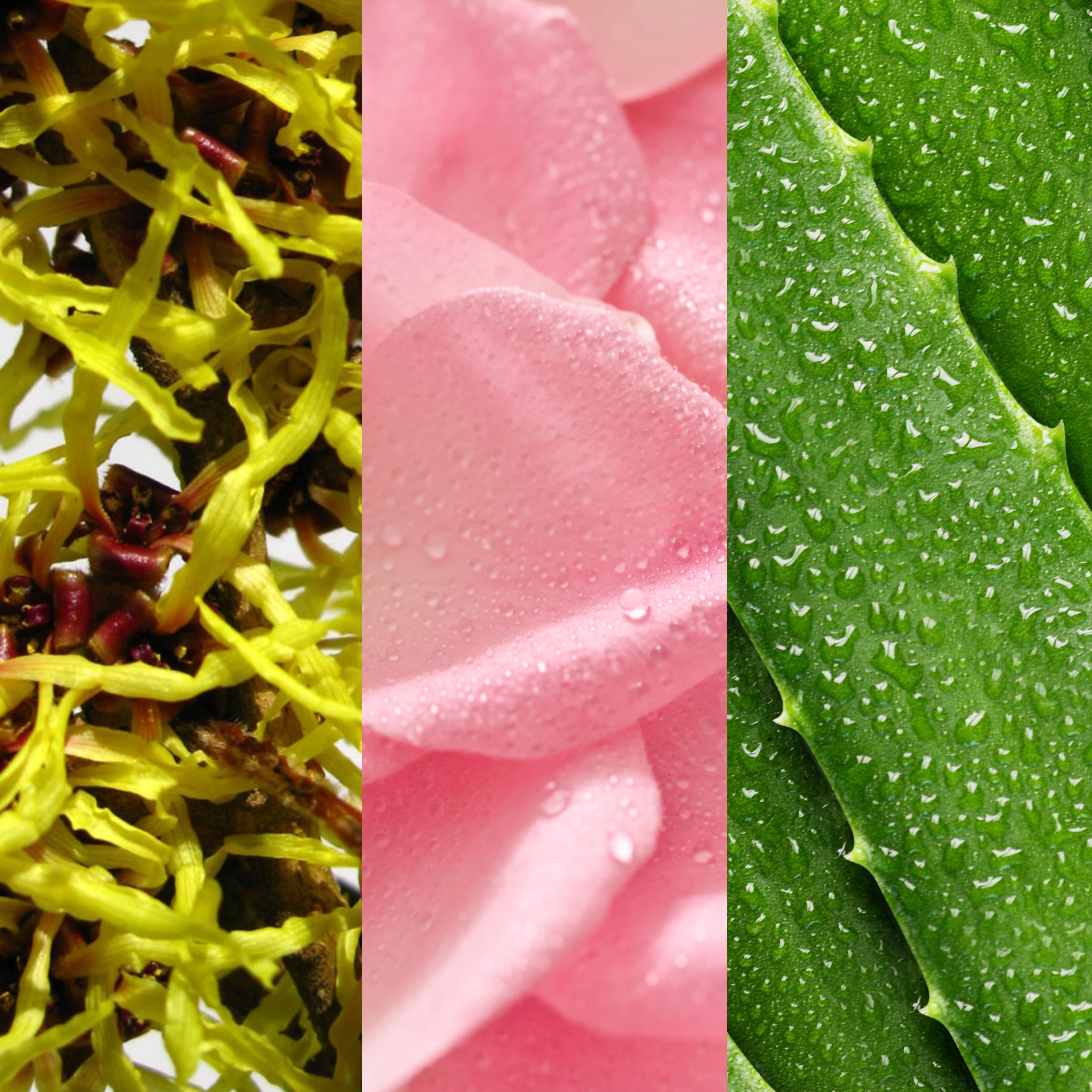 Witch Hazel & Rosewater Toner - Image 4